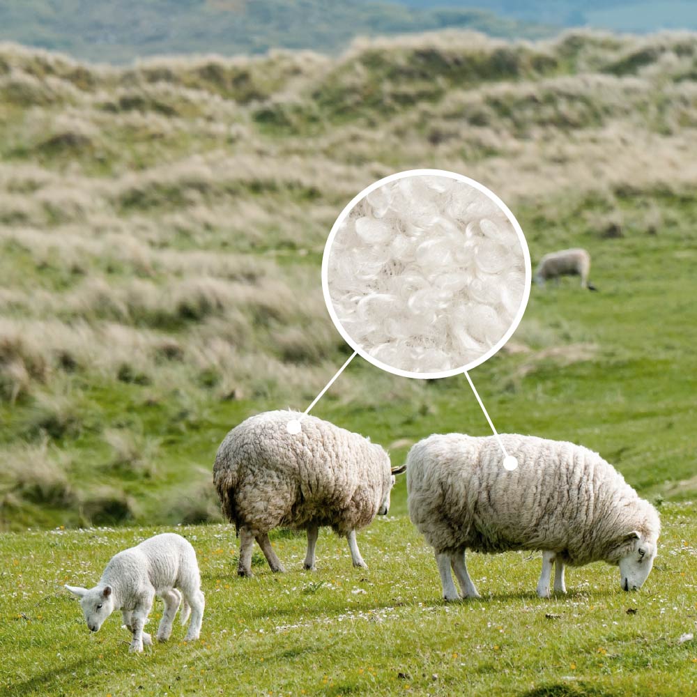 Sheep and lamb in a grassy field with a close-up of wool.